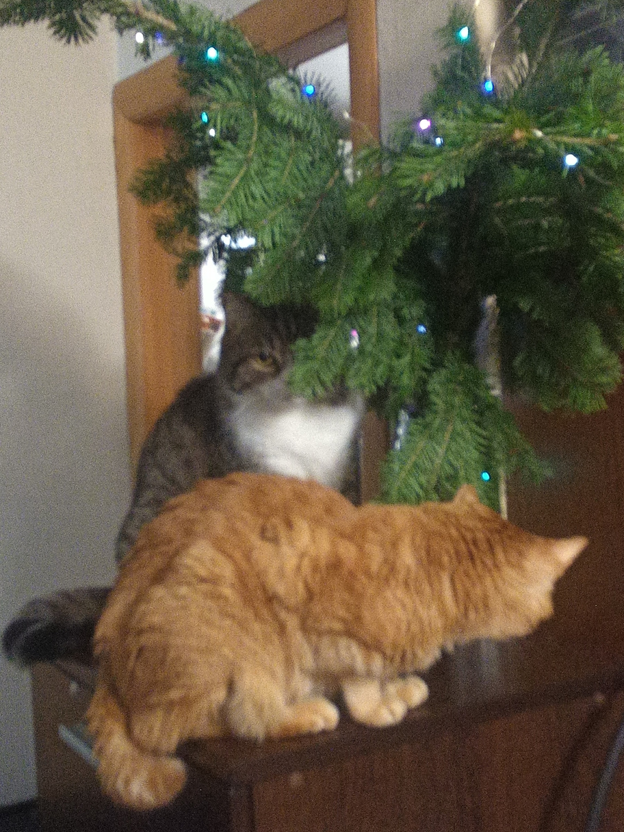 Кошечка и котик