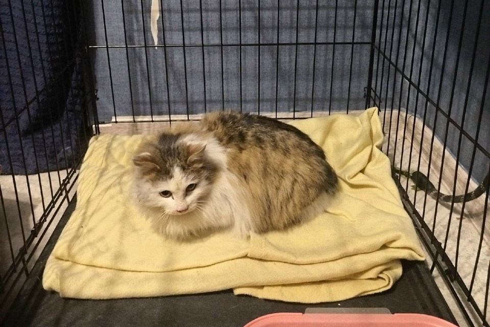    Сейчас кошечка готовится к переезду в новый дом. Фото: vk.ru/sobache_serdce_zd