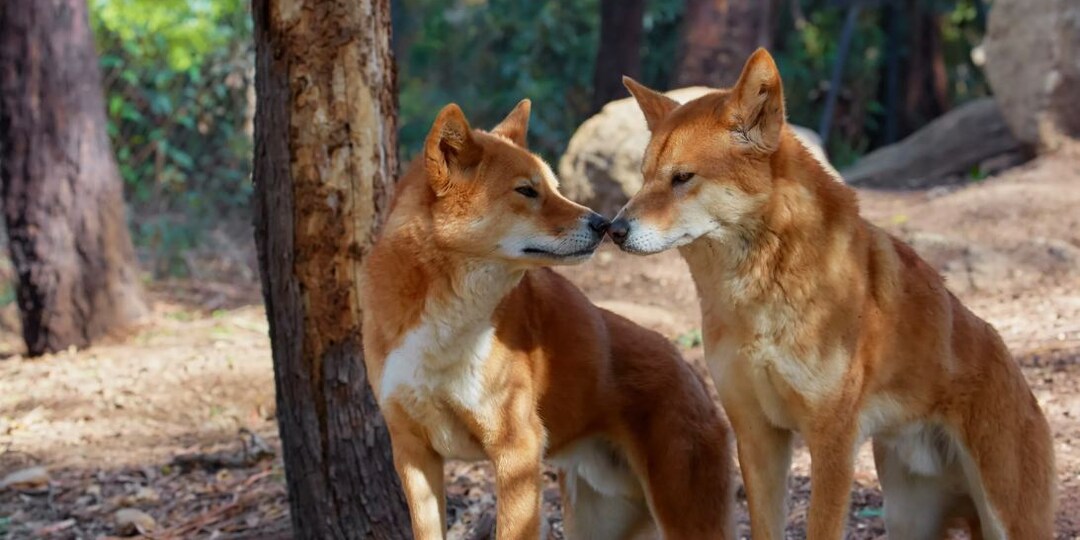 Кто заставил трепетать всю Австралию? Не львы и не тигры — собаки динго