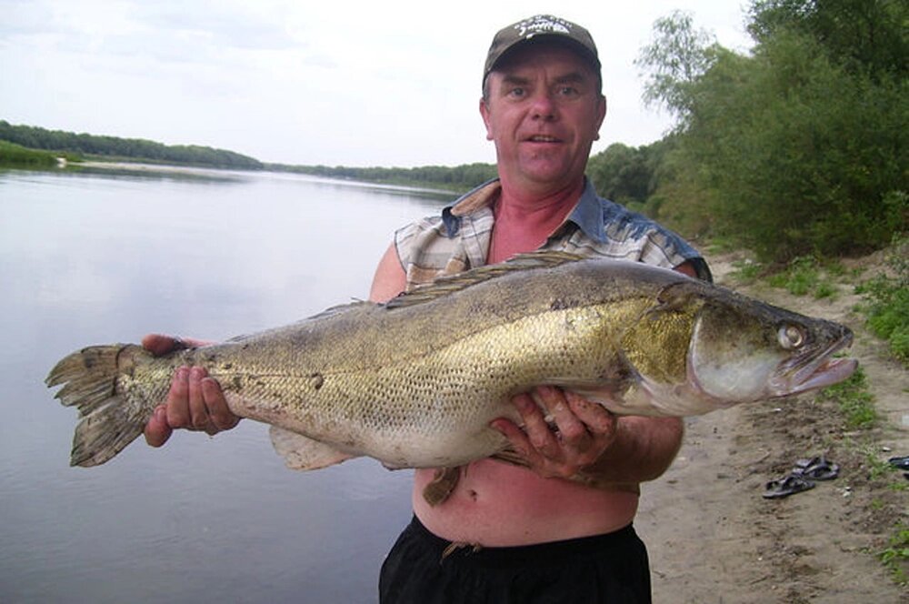    Завидный трофей – судак весом 7 килограмм. Фото: предоставлено героем публикации.