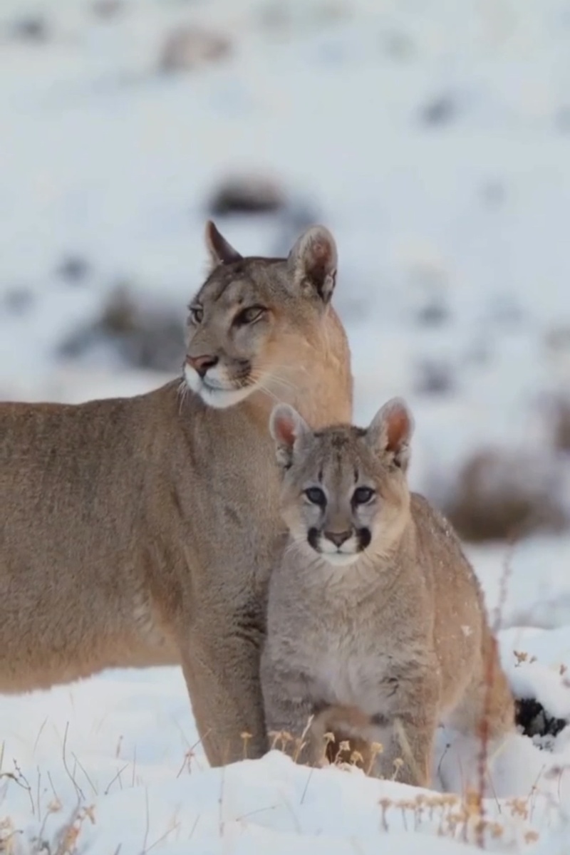 Пума классифицируется как мелкая кошка, но при этом она является наиболее крупным ее представителем, демонстрируя невероятную грацию и ловкость.