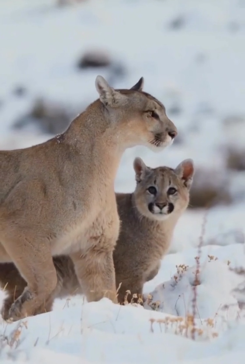 Пума, которую также называют кугуаром или горным львом, выделяется своей гибкостью, обладает длинным хвостом и умеет выполнять мощные прыжки и развивать высокую скорость бега. В помёте у пумы бывает от 1 до 6 детенышей.