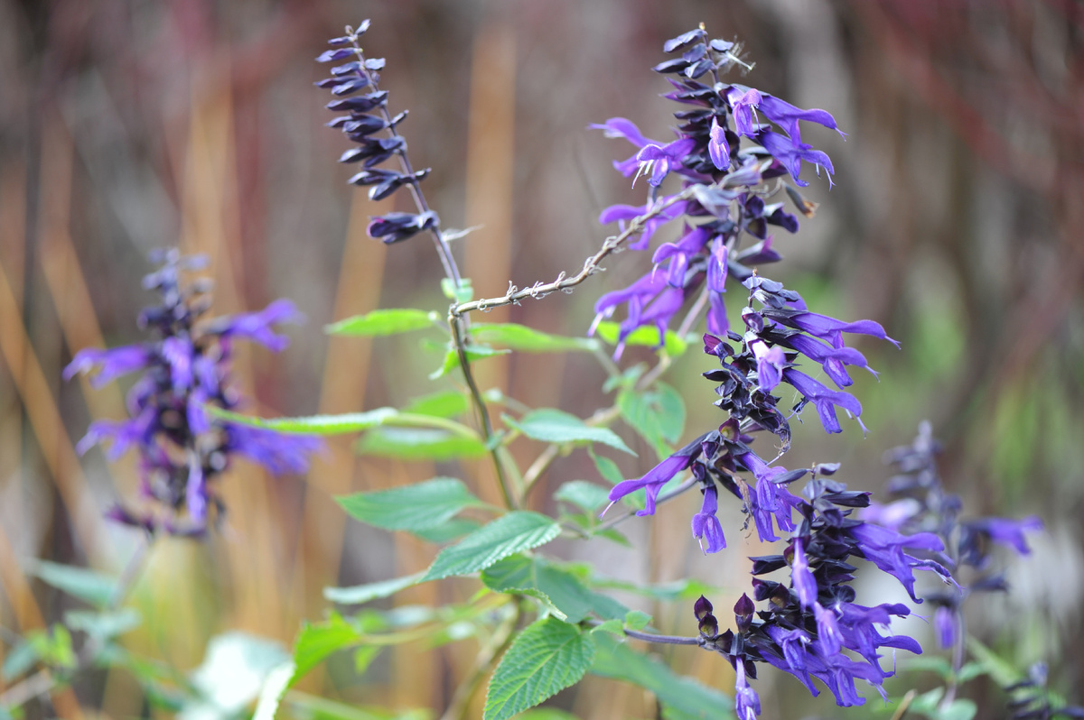Шалфей гибридный Амистад в моем саду