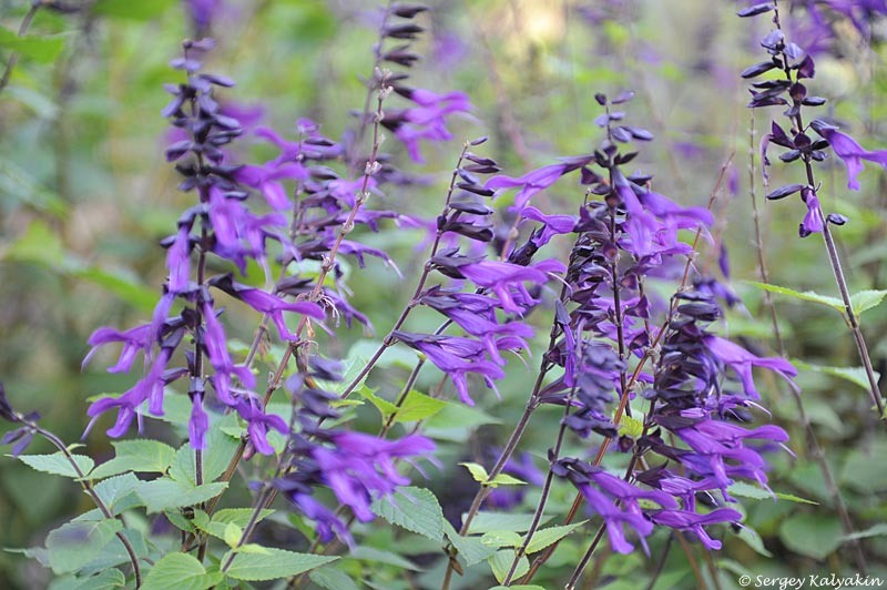 Шалфей гибридный Амистад