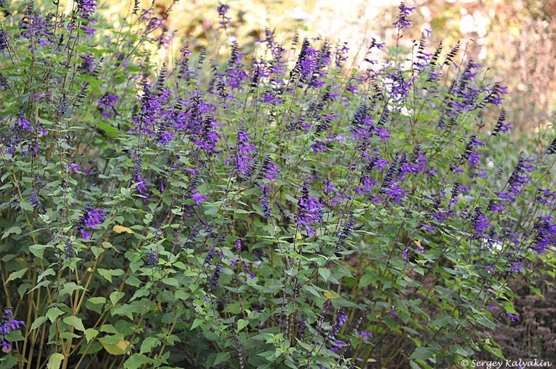 Заросли шалфея гибридного Амистад в саду Найманс недалеко от Лондона. 3 фото, листайте