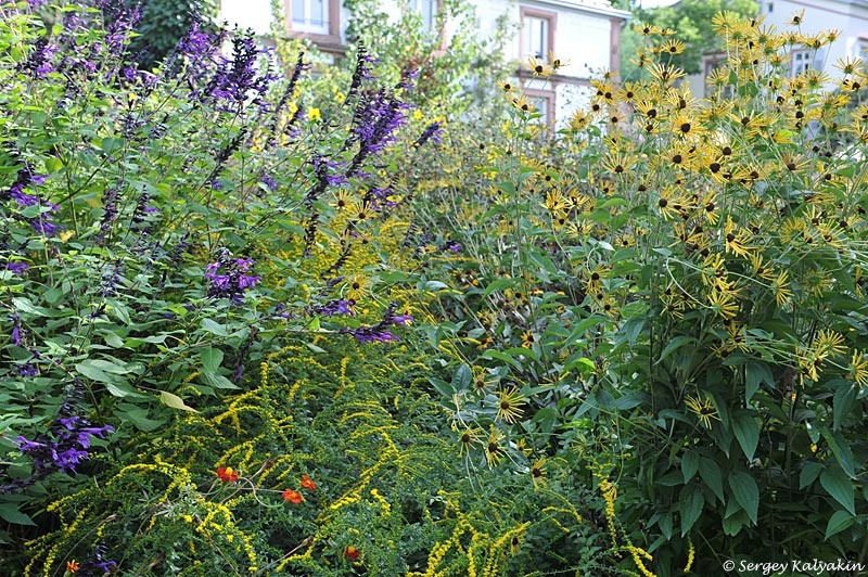 Шалфей гибридный Амистад с золотарником Файерворкс и рудбекией почтивойлочной Хенри Айлерс в испытательном саду в Вайнхайме, Германия
