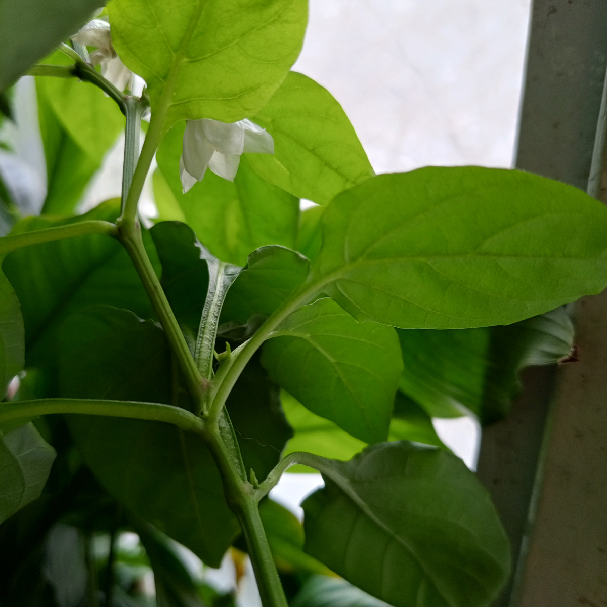 Перцы мои ещё цветут.