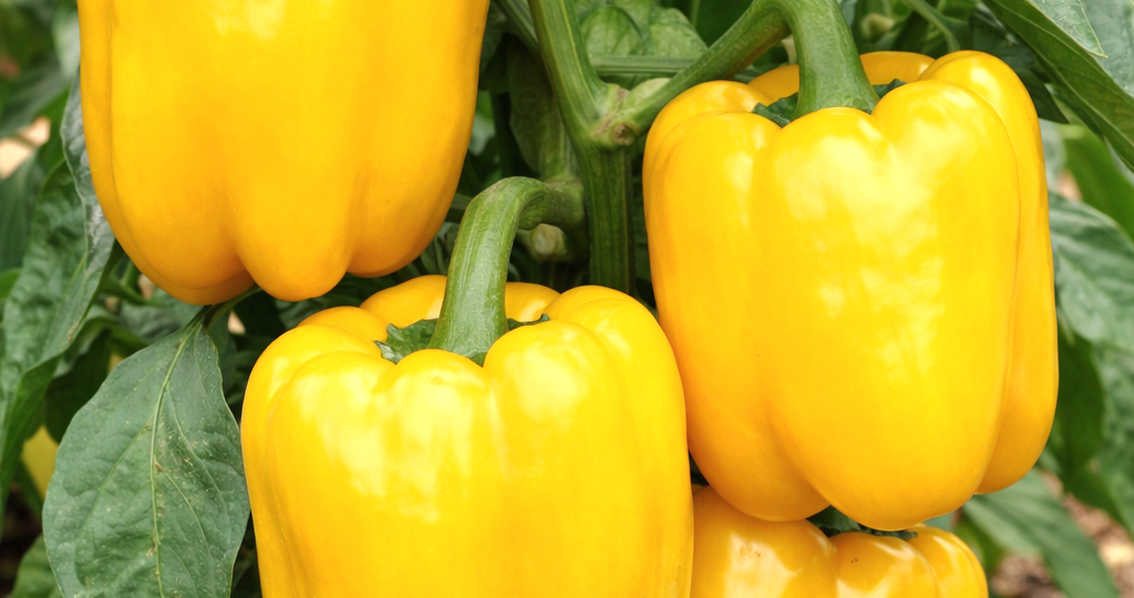 🔥 Топ-5 гибридных перцев для открытого грунта.