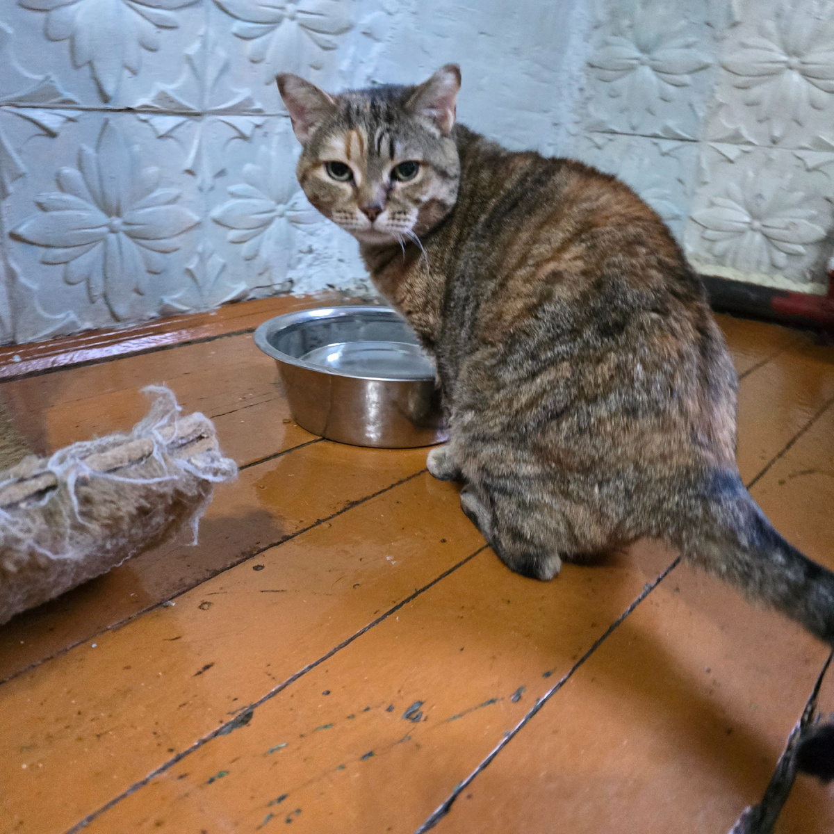 Одинокая у миски с пустыми глазами