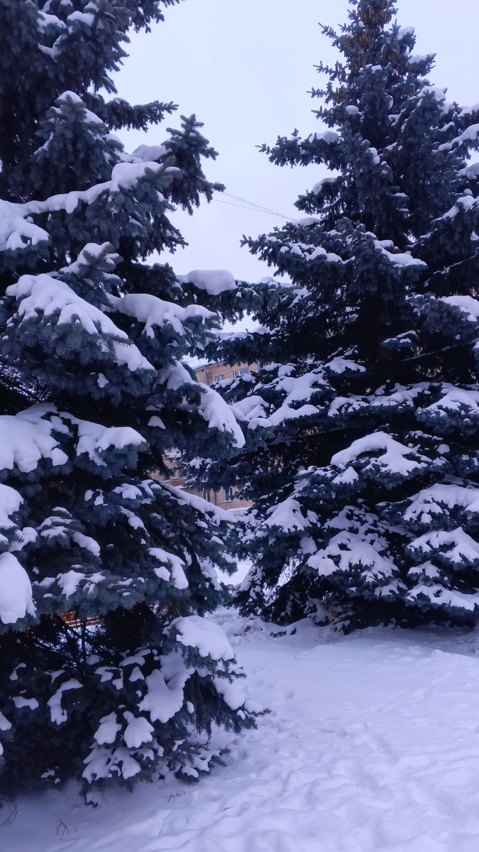 фото автора: такие вот красивые елки обнаружила у филармонии