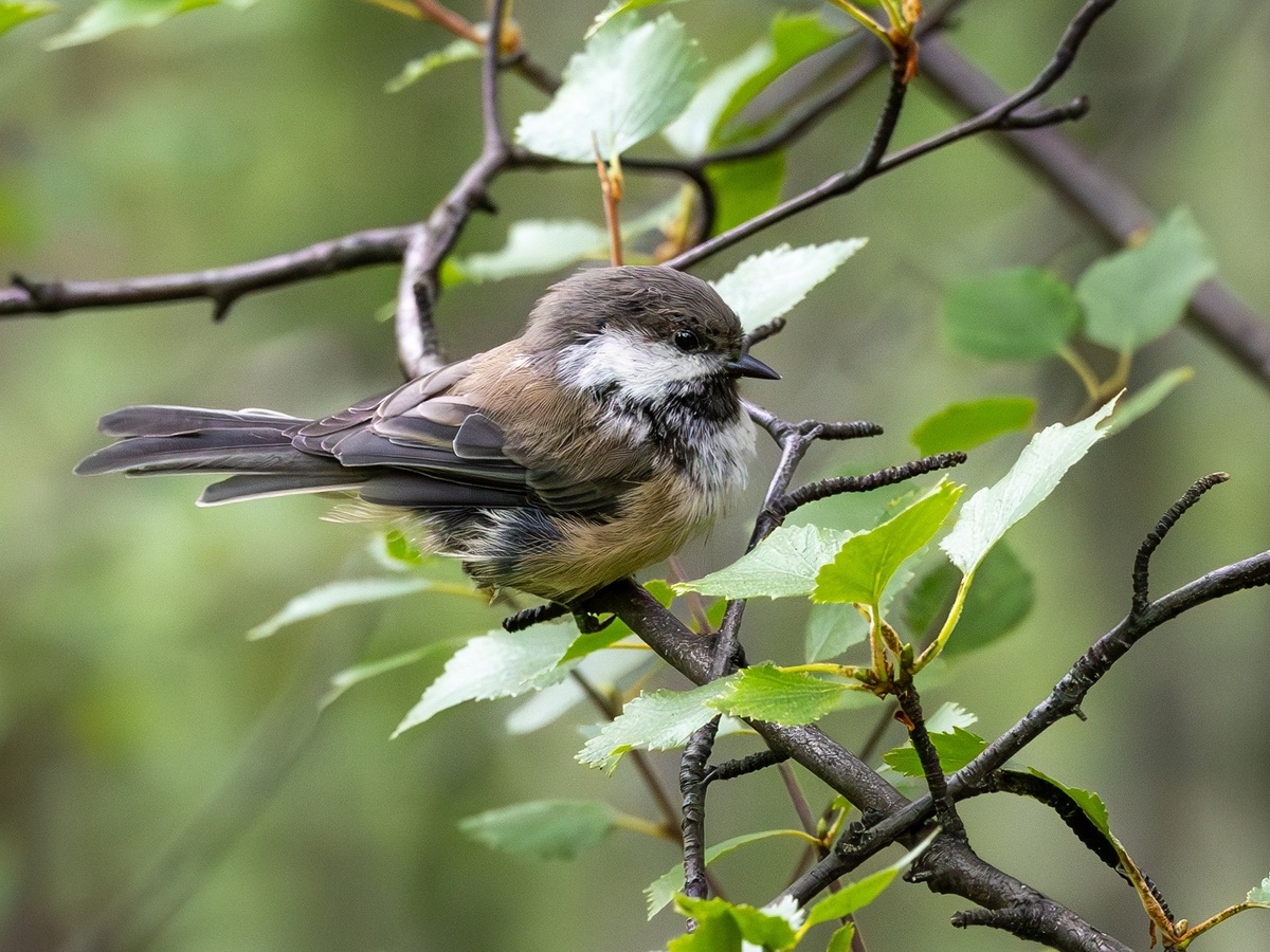 Сероголовая гаичка