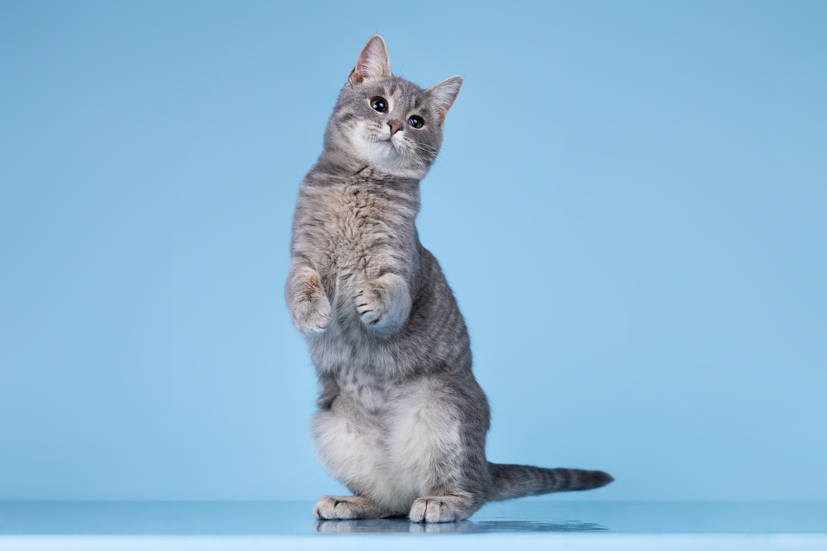 Смотрите, как я могу