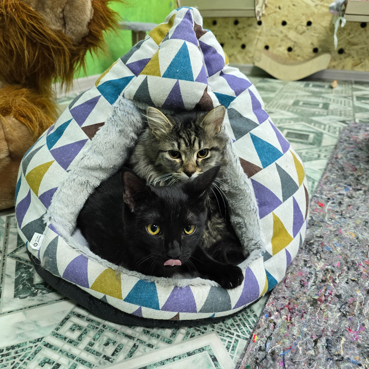 малыши жмутся друг к другу