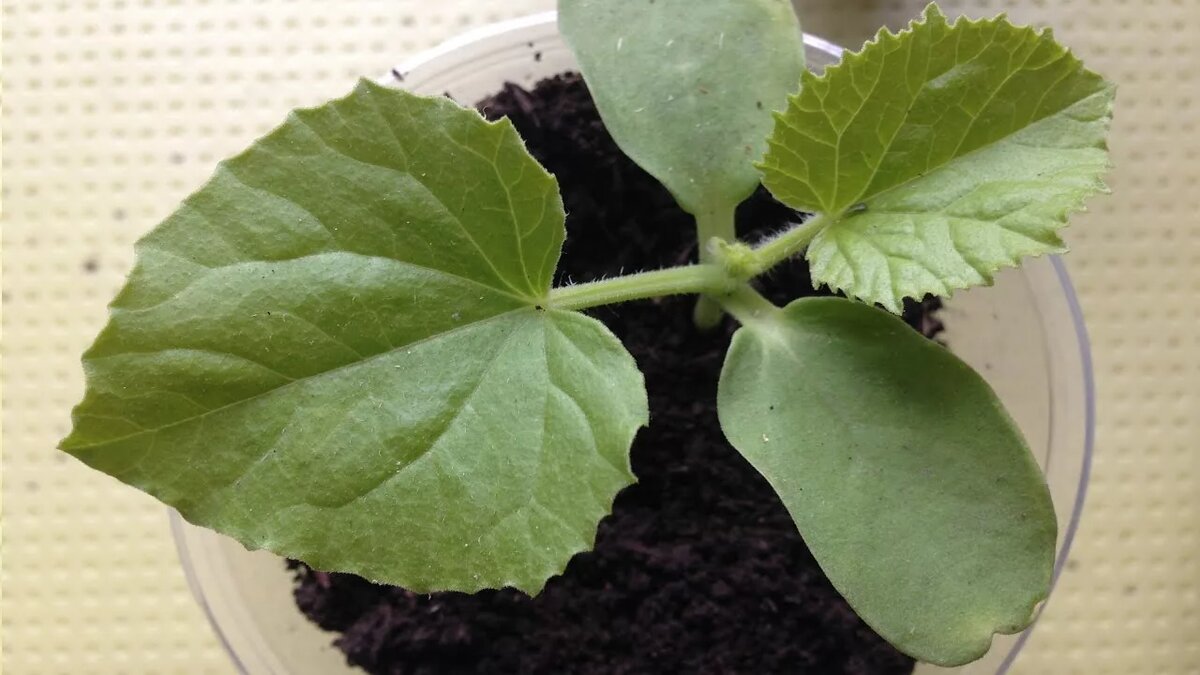 Очень важно грамотно вырастить рассаду этой культуры