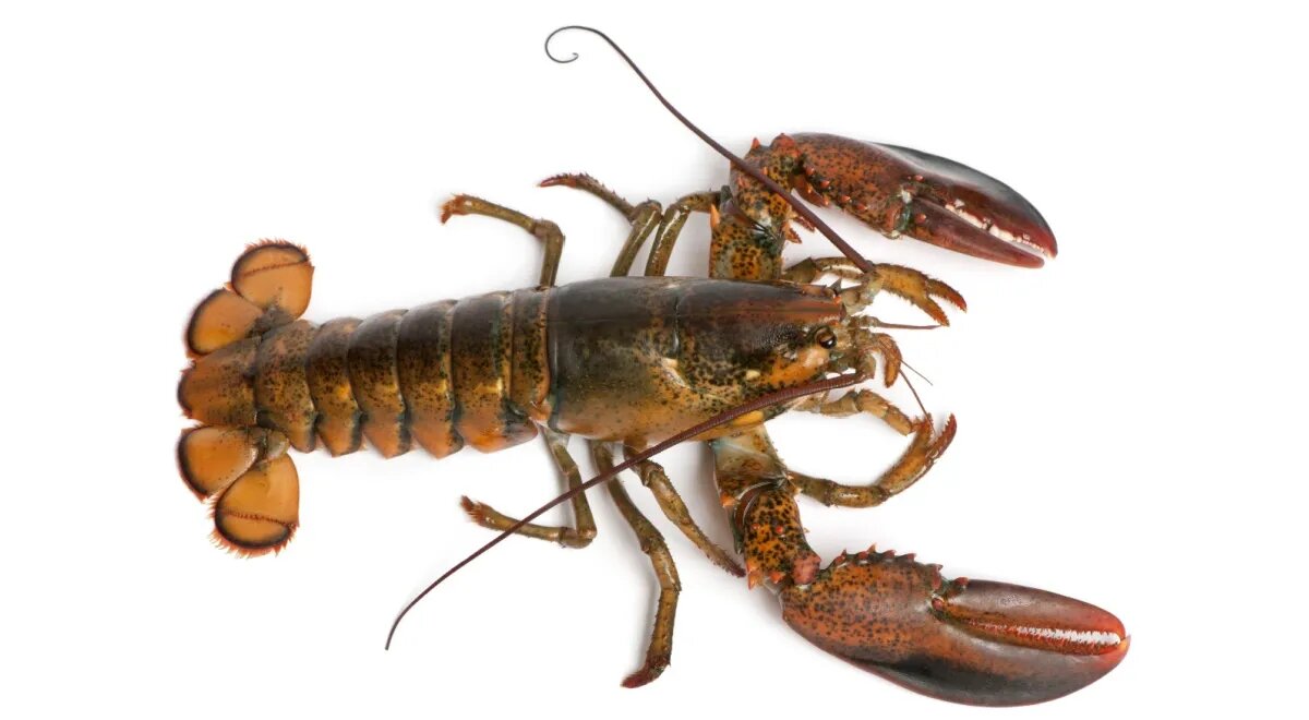 лобстер