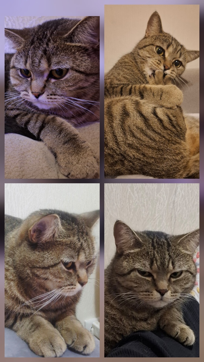 Вот этот наглый и любимый возмутитель спокойствия