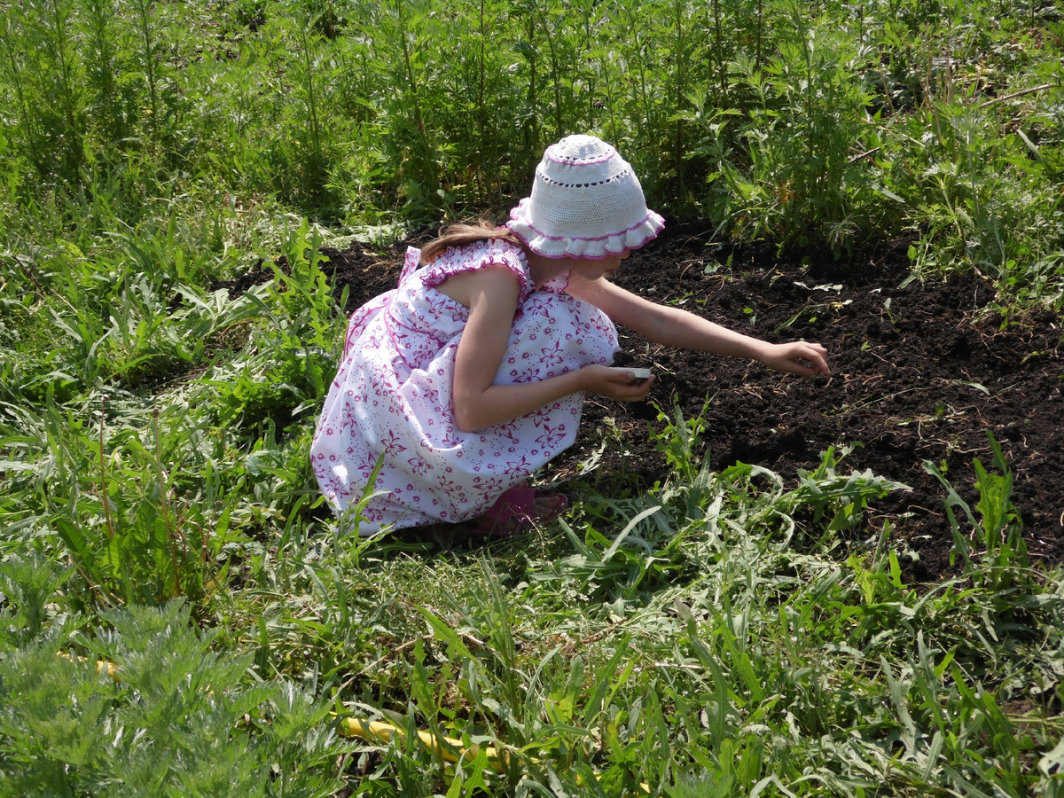 Первый огородик в зарослях амброзии...