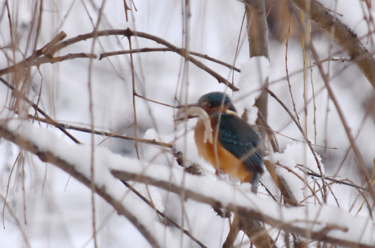 Зимородок с рыбкой