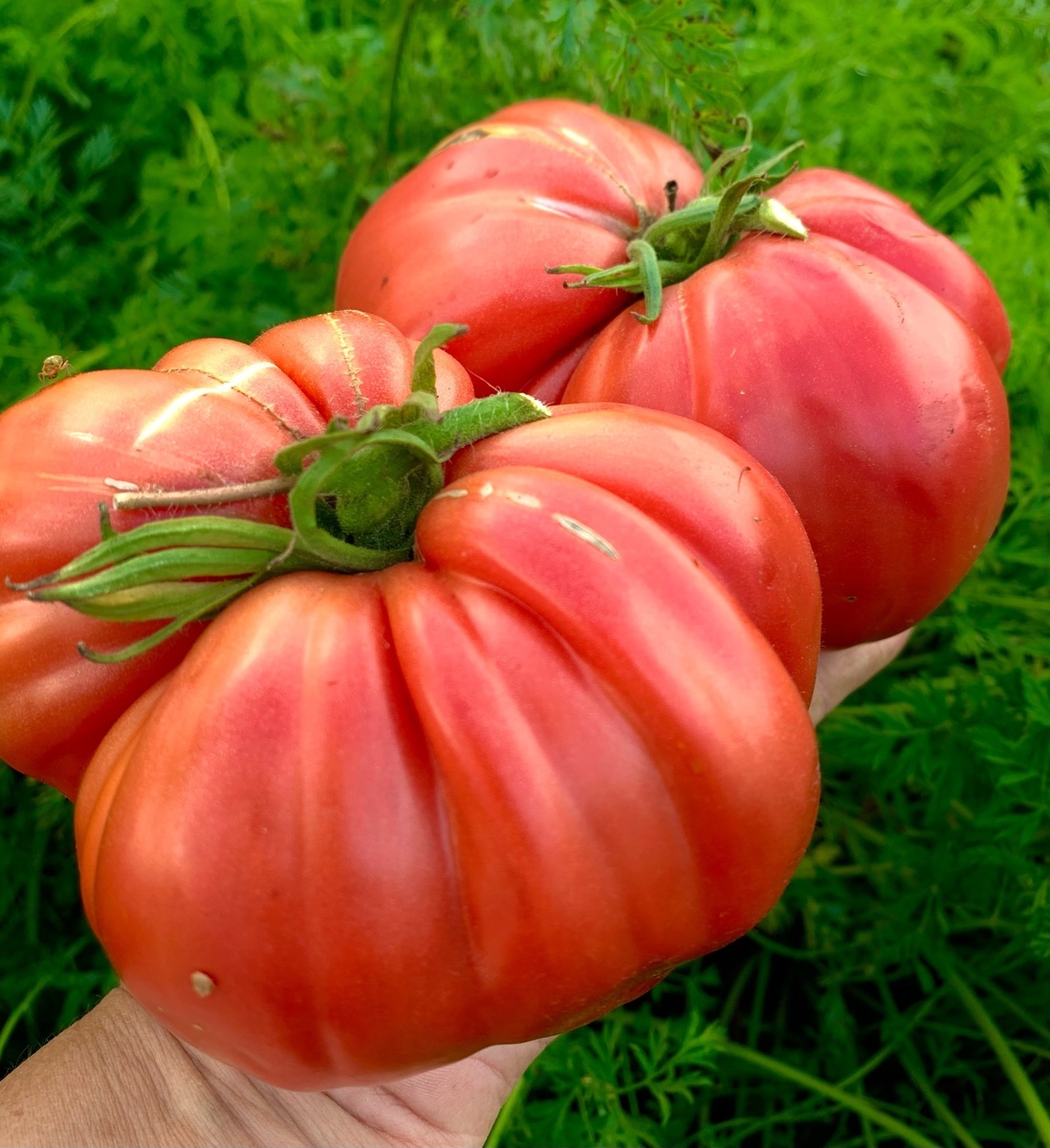 фото https://vk.com/clubstavskaya?from=groups . Коллекция Ставских томат PALMIRO ALESSANDRO GIGANTE-ПАЛЬМИРО АЛЕССАНДРО ГИГАНТ Италия