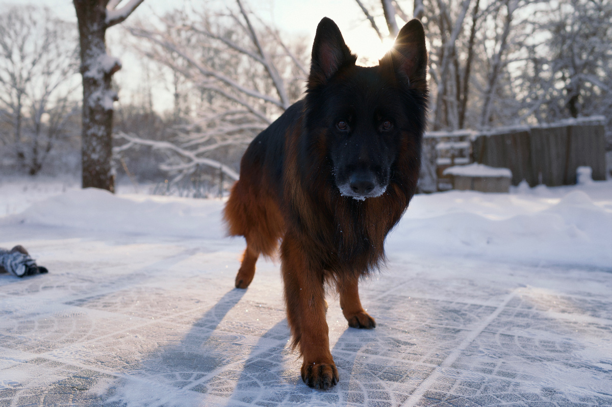 Длинношерстная немецкая овчарка Локи