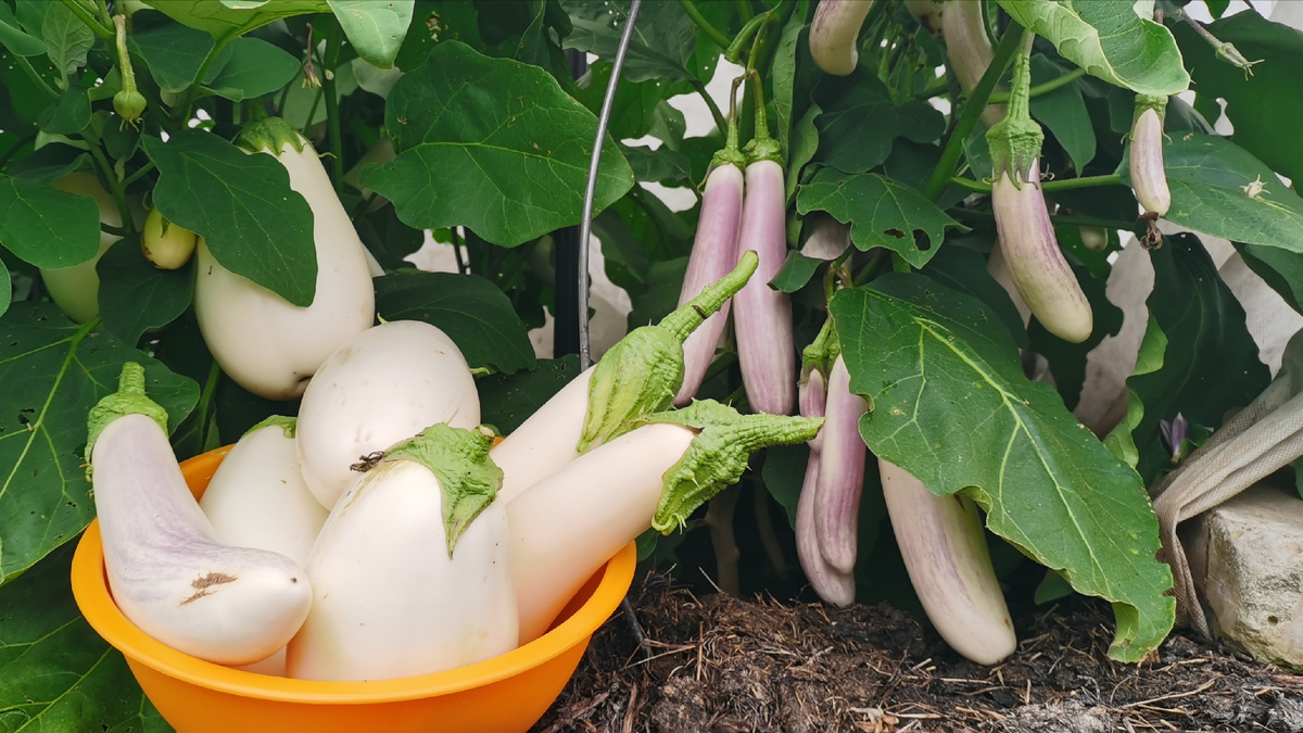 Баклажаны Бибо и Виталик в открытом грунте.