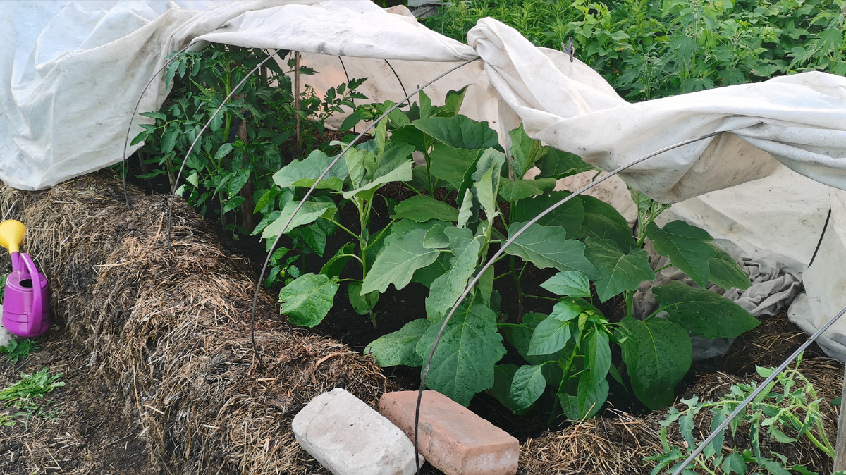 Баклажаны растут в высокой грядке из навоза и разных растительных остатков (трава с участка, опавшие листья, ботва цветов и другое). 