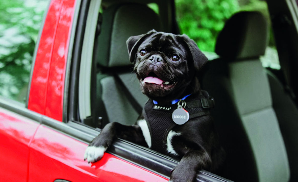 Приучить собаку ездить в машине можно. Фото: unsplash.com, Priscilla Du Preez.