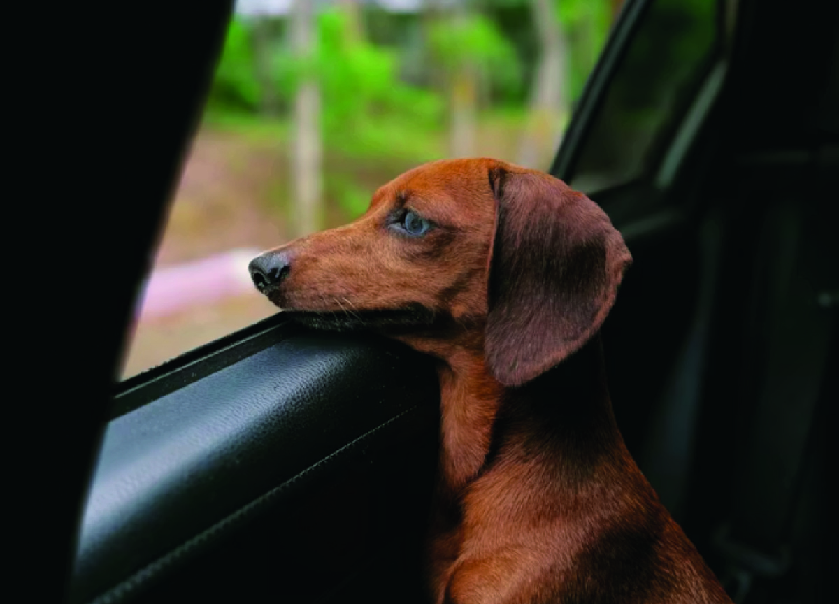 Иногда собаку укачивает в машине. Фото - unsplash.com, Max Bvp.
