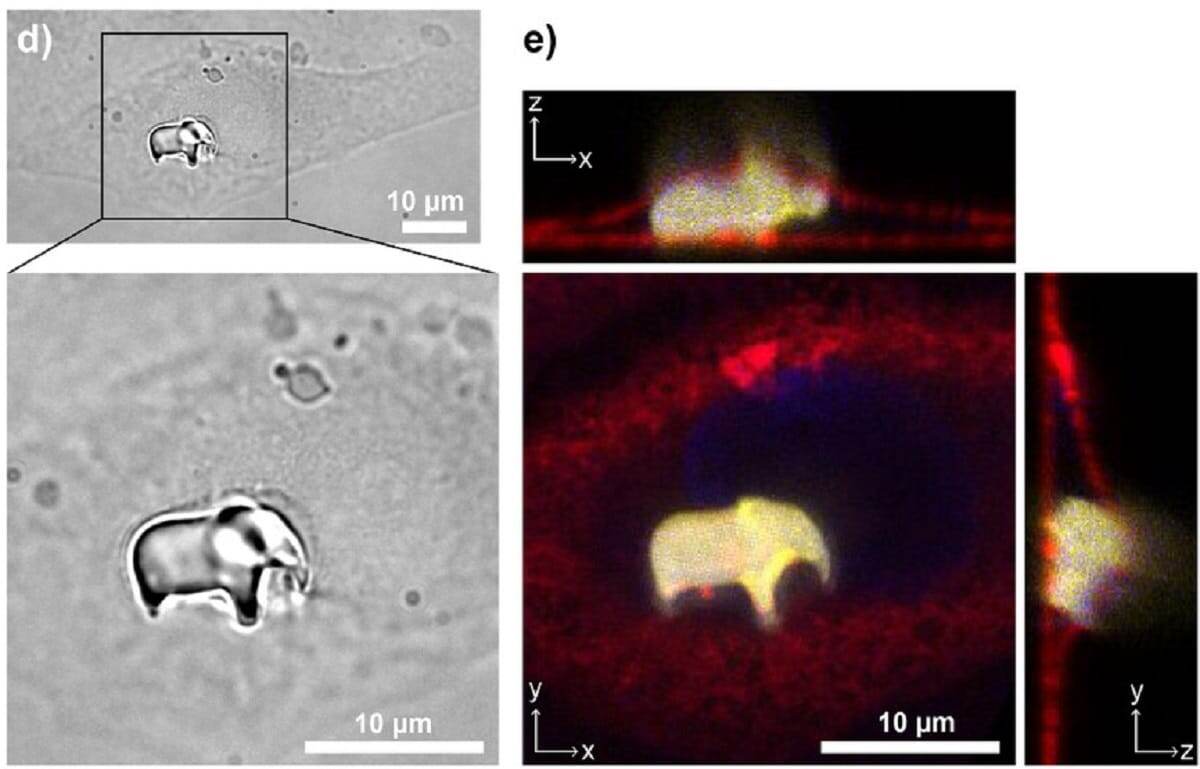    Ученые напечатали трехмерную фигурку слона внутри живой клетки / © Maruša Mur et al., Advanced Materials