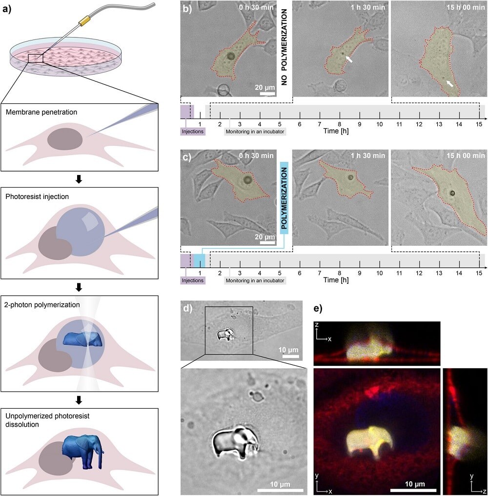    Исследователи вводили в клетку каплю светочувствительного материала и с помощью лазера формировали нужный объект / © Maruša Mur et al., Advanced Materials