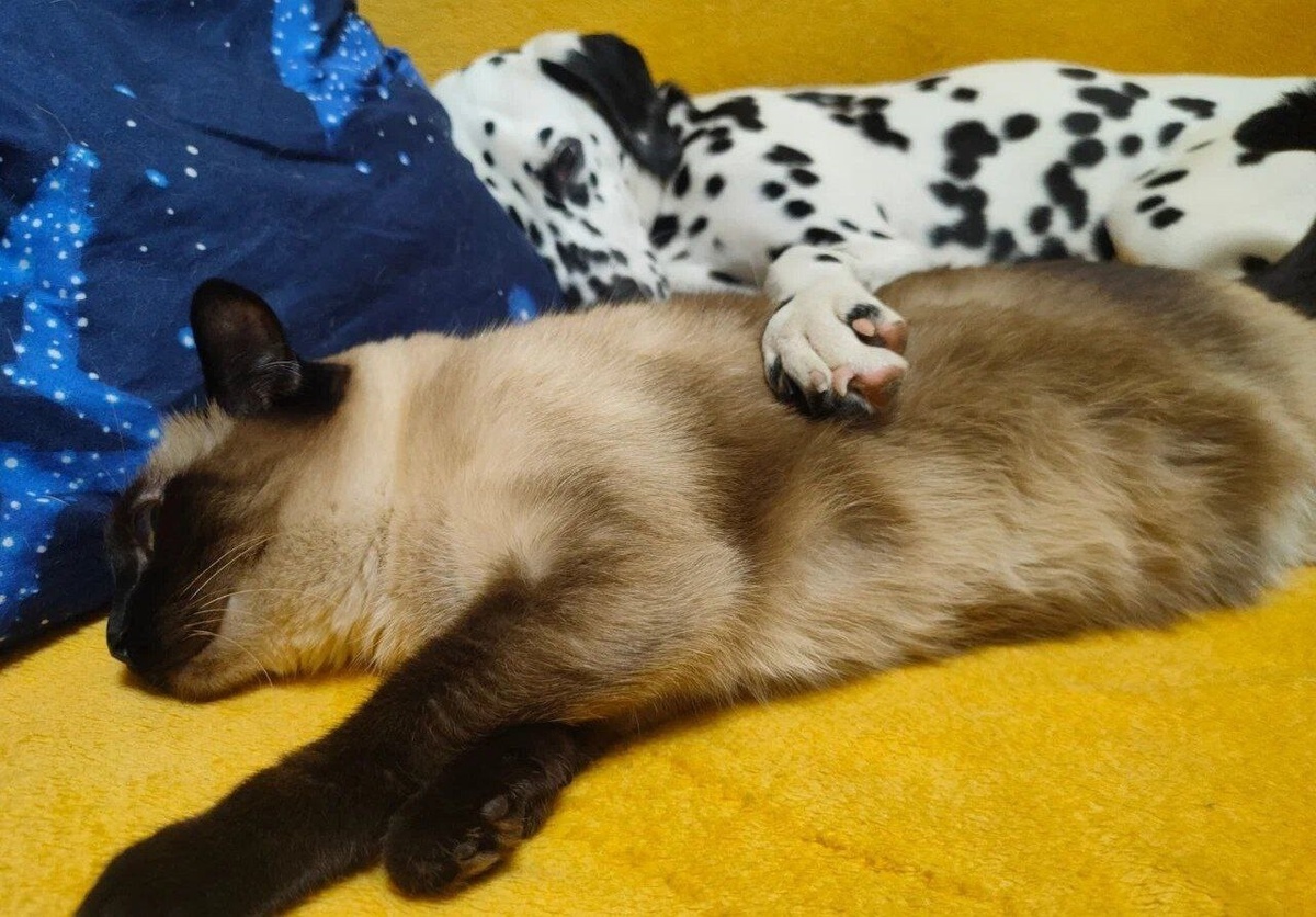 Дома Зефирка — это королева уюта и сна.