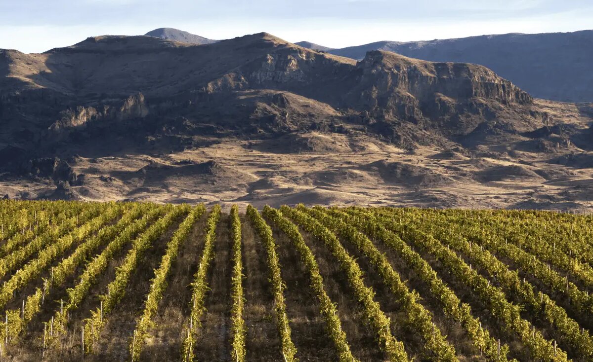 виноградники винодельни Zorah 