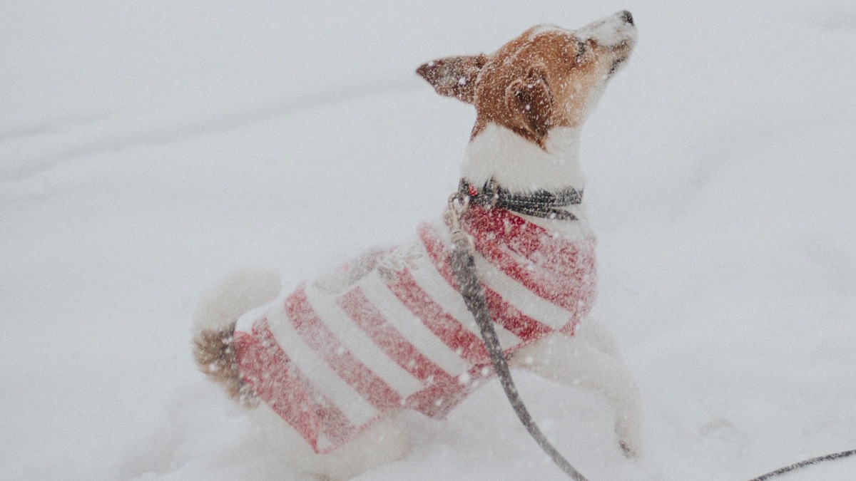    Не всем собакам и далеко не всегда нужна одежда
