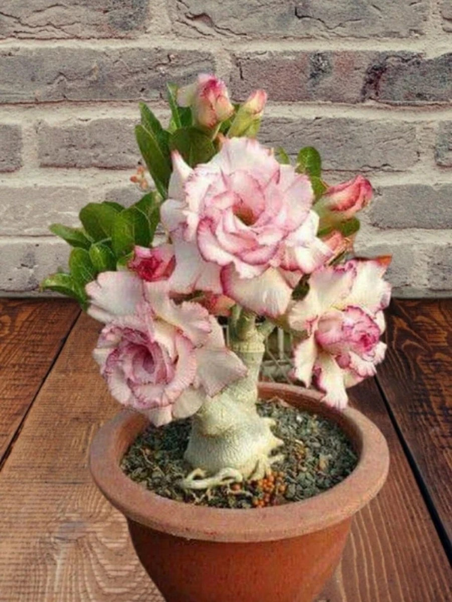 Адениум (в свободном доступе в интернете)