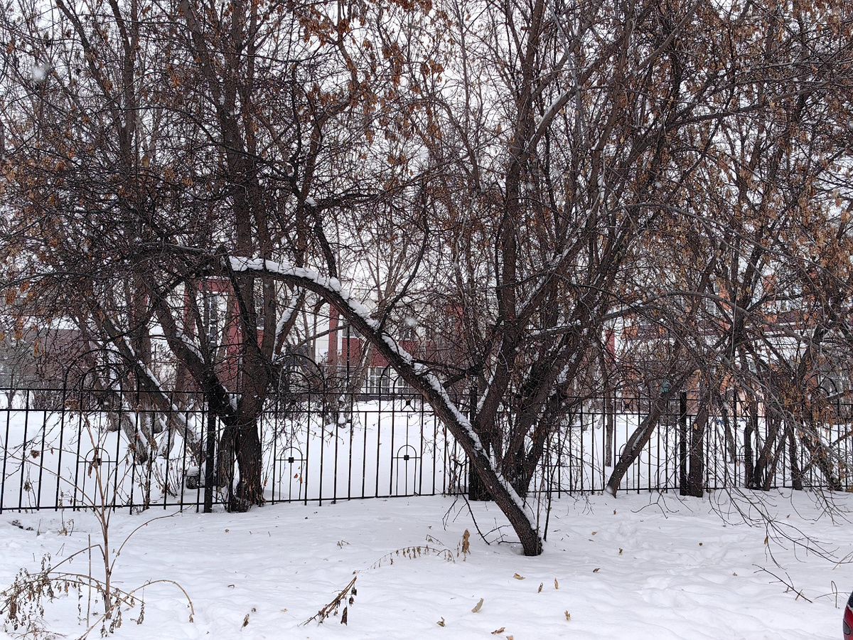 Задний двор школы, когда-то территория Баснинского сада