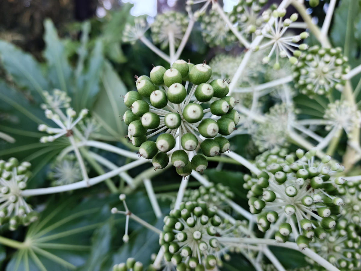 ФТ Сириус, совхоз Россия, Фатсия японская, январь 2026 года