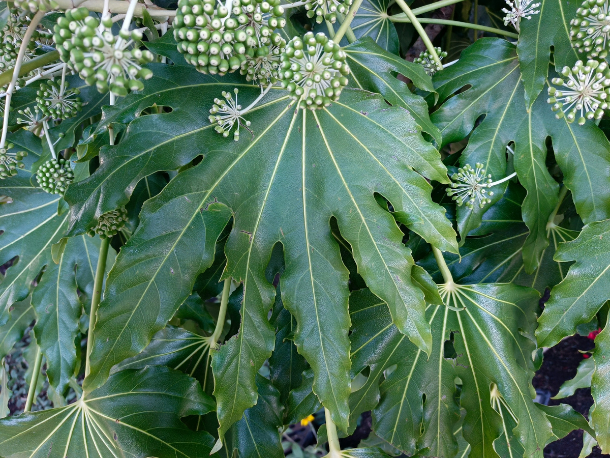 ФТ Сириус, совхоз Россия, Фатсия японская, январь 2026 года