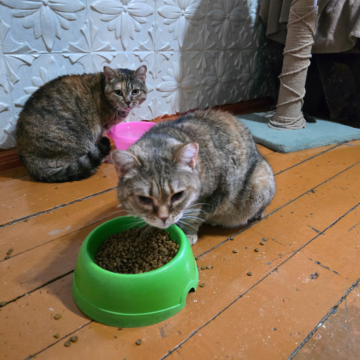 Тамара и Масяня делят последний корм