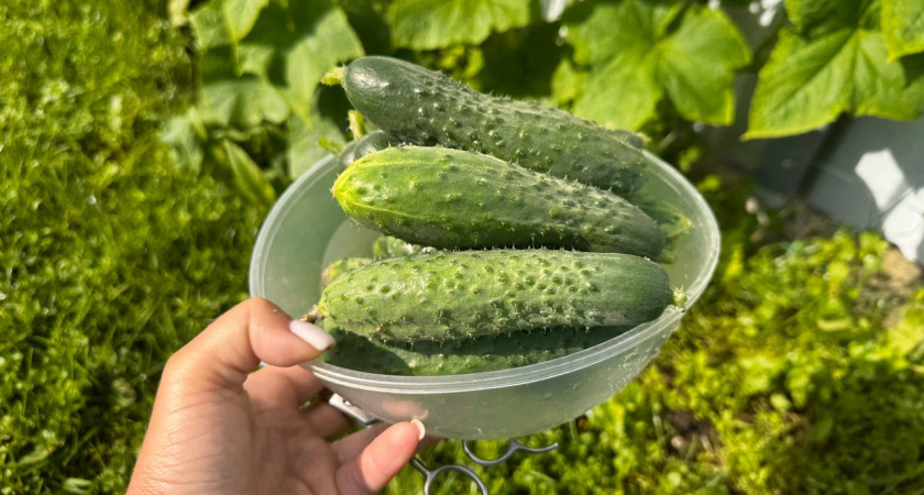    Первый городской канал Калининград