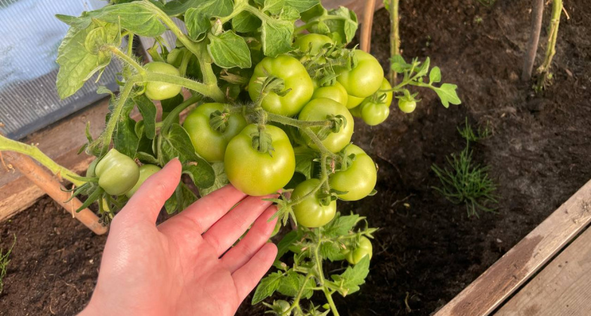    Автор фото - Анна Ефимова