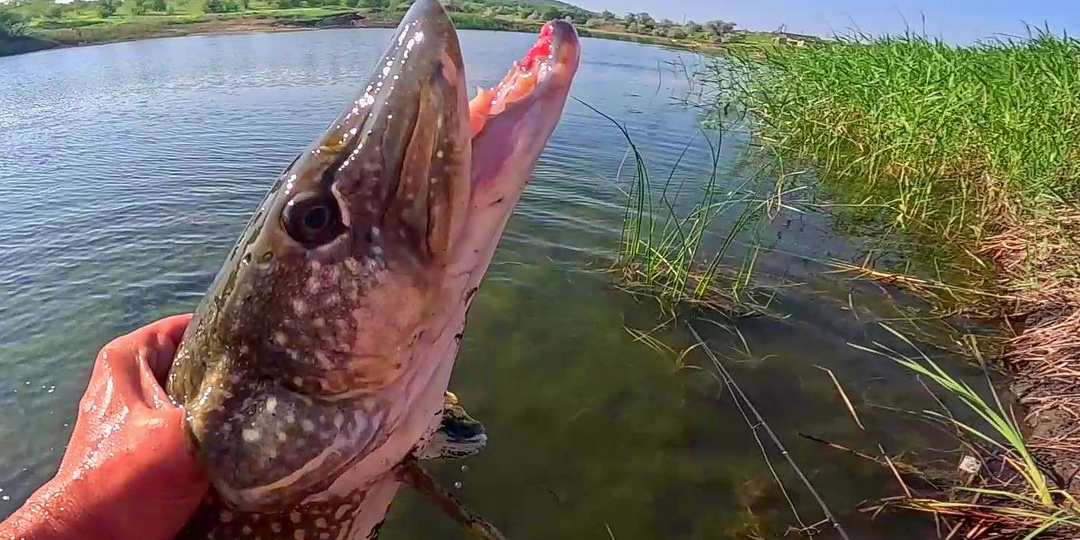 Нерест щуки: интересные факты