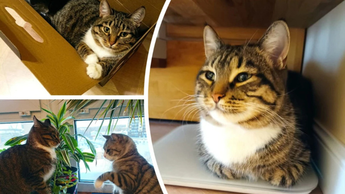 Жительница Сибири приютила глухую кошку, которую спасли бойцы в зоне СВО