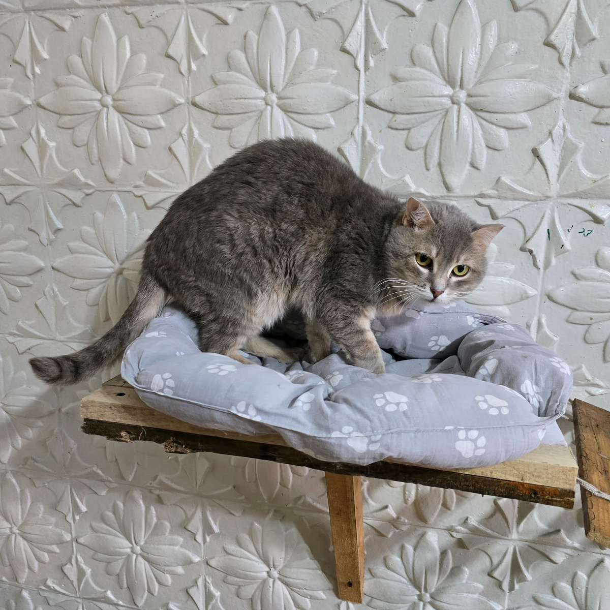 Скромный, беззащитный