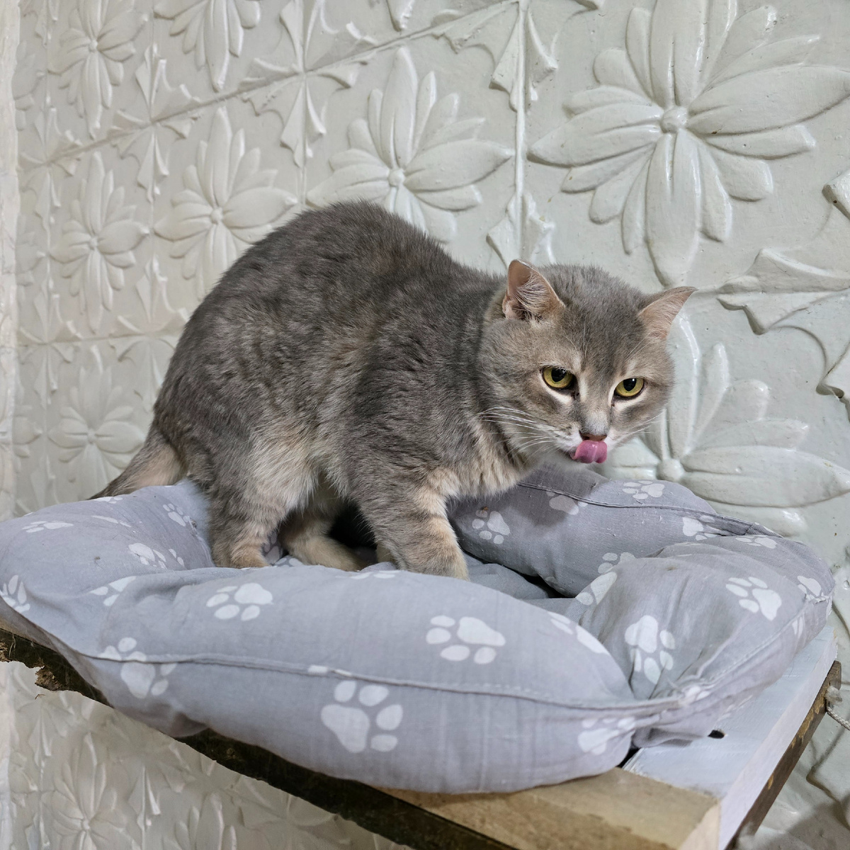 розовый язычок как последняя надежда на ласку