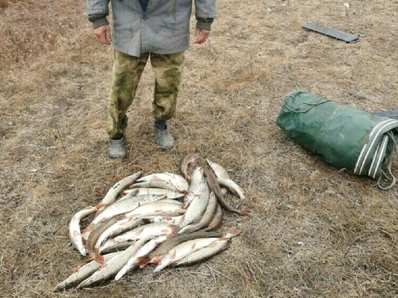 Набил щуки немеряно