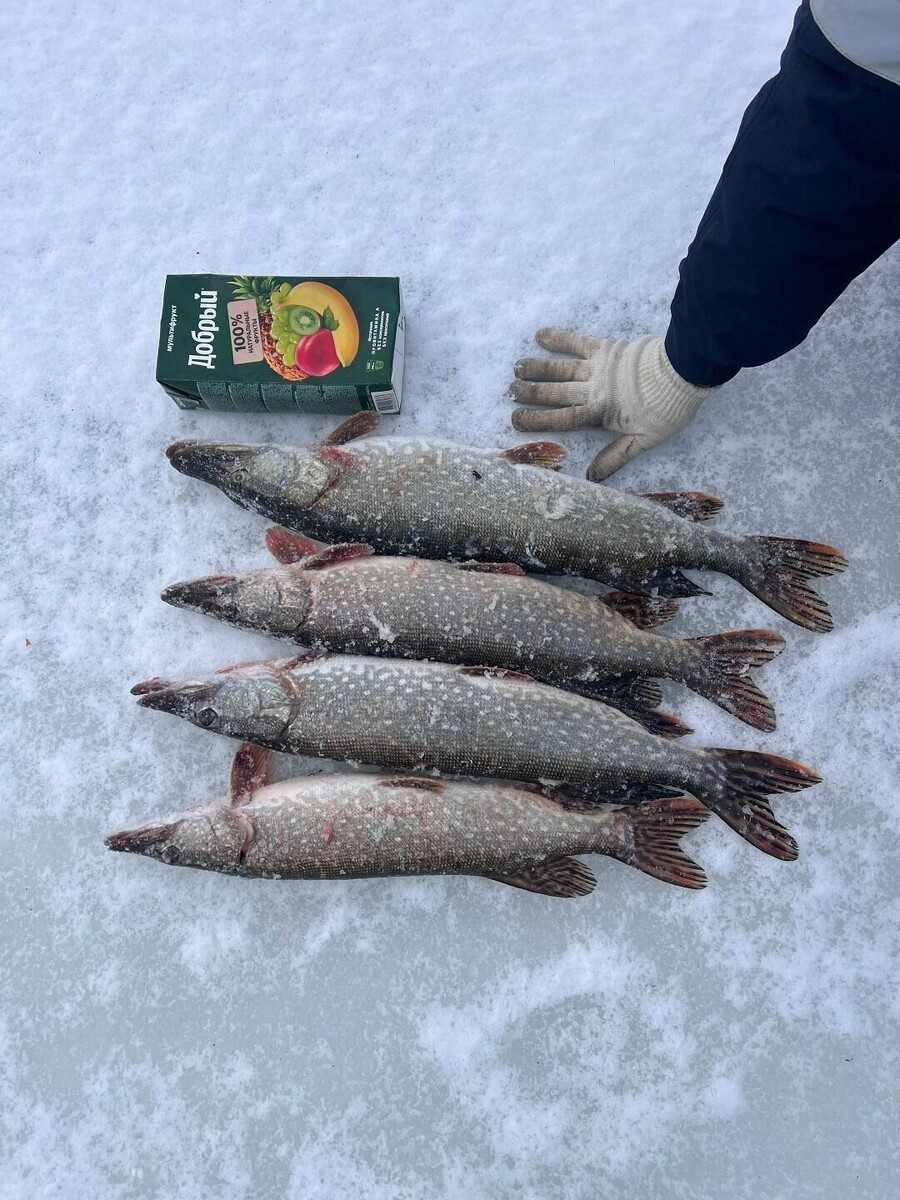    Щук удалось поймать на зимней рыбалке в Оренбурге   Вконтакте Рыбалка в Оренбурге и области Петр Яворский