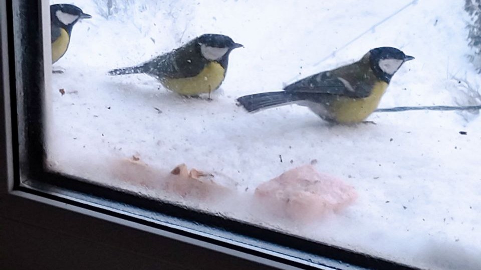 Синичкины новости. Морозные хроники с подоконника