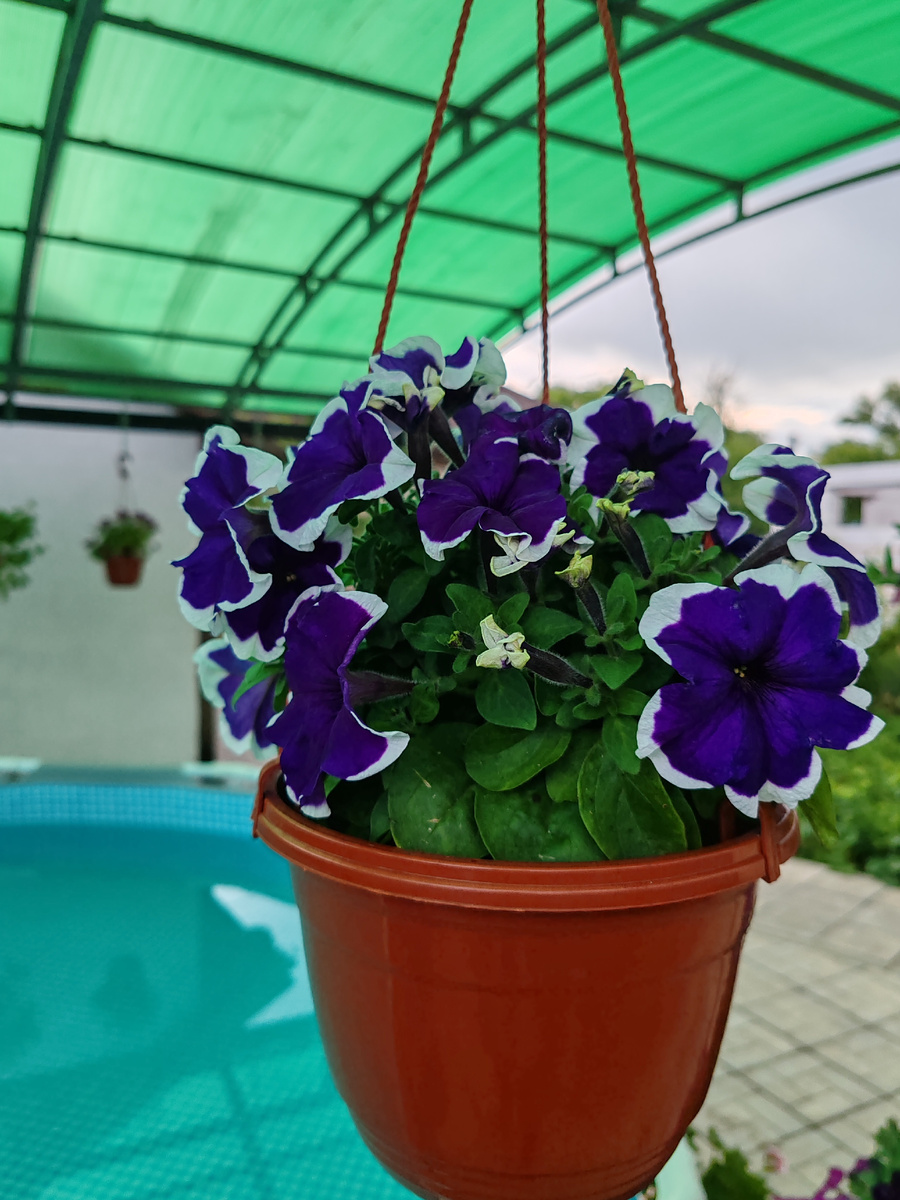 Кустовая петуния Лимбо. Объем кашпо три литра. Высажено одно растение.