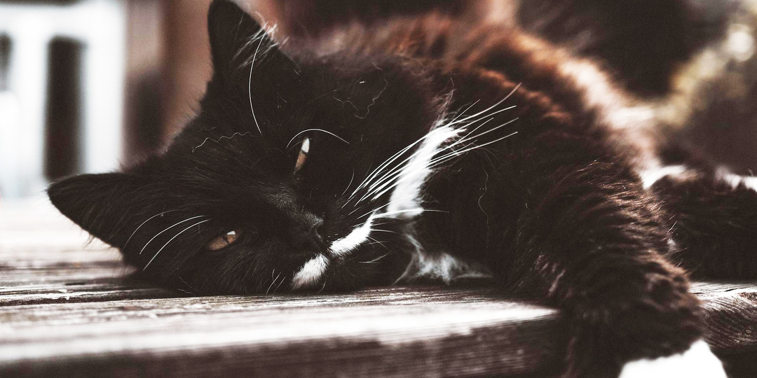 Сердцу не прикажешь