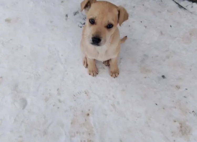 На остановке в центре города сидит очень замерзший щенок